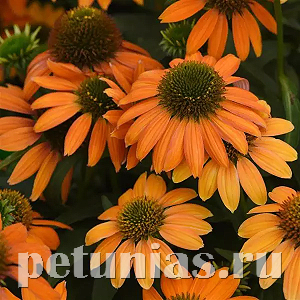 Эхинацея Artisan Orange Soft - 3 шт 11363