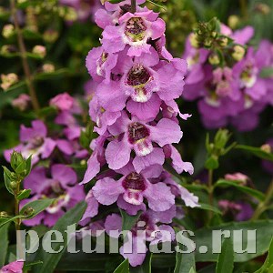 Ангелония Serenita Lavender - 3 шт 10061
