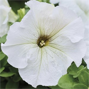 {{productViewItem.photos[photoViewList.activeNavIndex].Alt || productViewItem.photos[photoViewList.activeNavIndex].Description || 'Петуния Limbo GP Silvery Moon - 10 шт'}}