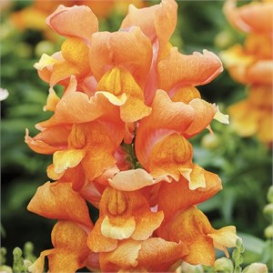 {{productViewItem.photos[photoViewList.activeNavIndex].Alt || productViewItem.photos[photoViewList.activeNavIndex].Description || 'Антирринум Snappy Copper - 10 шт'}}