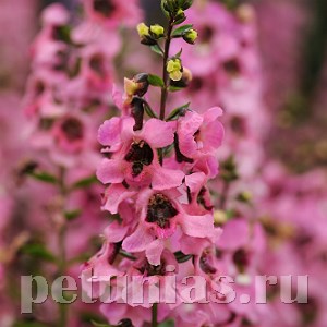 Ангелония Serenita Pink - 3 шт 10062