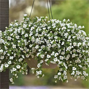 {{productViewItem.photos[photoViewList.activeNavIndex].Alt || productViewItem.photos[photoViewList.activeNavIndex].Description || 'Бакопа Mega White - 3 шт'}}