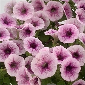 {{productViewItem.photos[photoViewList.activeNavIndex].Alt || productViewItem.photos[photoViewList.activeNavIndex].Description || 'Петуния гибридная Pendolino Violet Ice - 5 шт'}}