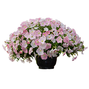 {{productViewItem.photos[photoViewList.activeNavIndex].Alt || productViewItem.photos[photoViewList.activeNavIndex].Description || 'Петуния Success! Light Pink Morn - 5 шт'}}