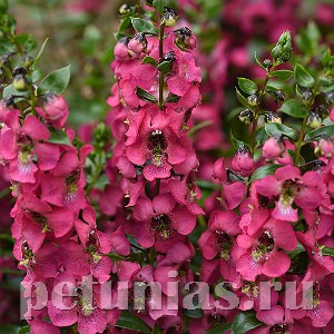 Ангелония Serenita Rose - 3 шт 10065
