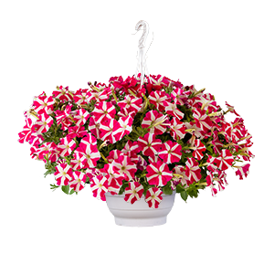 {{productViewItem.photos[photoViewList.activeNavIndex].Alt || productViewItem.photos[photoViewList.activeNavIndex].Description || 'Петуния Success! Magenta Star - 5 шт'}}