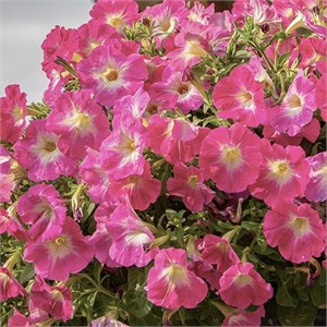 {{productViewItem.photos[photoViewList.activeNavIndex].Alt || productViewItem.photos[photoViewList.activeNavIndex].Description || 'Петуния Success! Pink Morn - 5 шт'}}