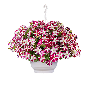 {{productViewItem.photos[photoViewList.activeNavIndex].Alt || productViewItem.photos[photoViewList.activeNavIndex].Description || 'Петуния Success! Rose Star - 5 шт'}}