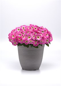 {{productViewItem.photos[photoViewList.activeNavIndex].Alt || productViewItem.photos[photoViewList.activeNavIndex].Description || 'Петуния Easy Wave E3 Rose Morn - 3 шт'}}