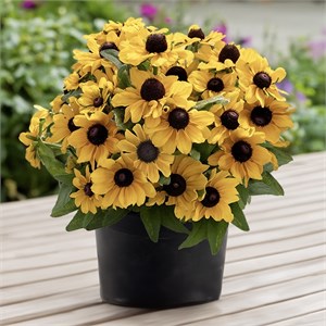 {{productViewItem.photos[photoViewList.activeNavIndex].Alt || productViewItem.photos[photoViewList.activeNavIndex].Description || 'Рудбекия Tablemate Gold - 3 шт'}}