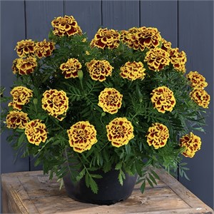 {{productViewItem.photos[photoViewList.activeNavIndex].Alt || productViewItem.photos[photoViewList.activeNavIndex].Description || 'Бархатцы Mango Tango - 5 шт'}}