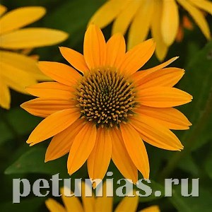 Эхинацея Artisan Yellow Ombre - 3 шт 11365