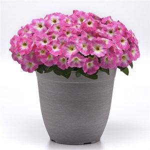 {{productViewItem.photos[photoViewList.activeNavIndex].Alt || productViewItem.photos[photoViewList.activeNavIndex].Description || 'Петуния Easy Wave E3 Rose Morn - 3 шт'}}