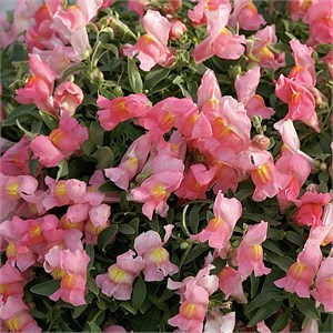 Антирринум Candy Showers Pink - 5 шт 11440