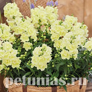 Антирринум махровый Twinny Lemon - 10 шт 10090