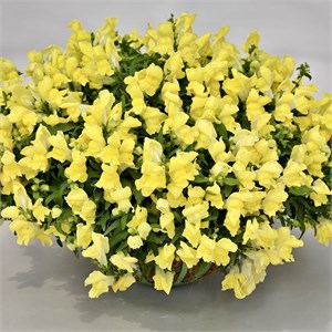 Антирринум Candy Showers Yellow - 5 шт 11444
