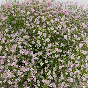 Гипсофила стенная Gypsy Pink - 5 шт 11445