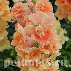 Антирринум махровый Twinny Peach - 10 шт 10092