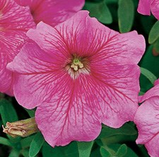 Петуния Eagle Pink Vein - 10 шт 11448