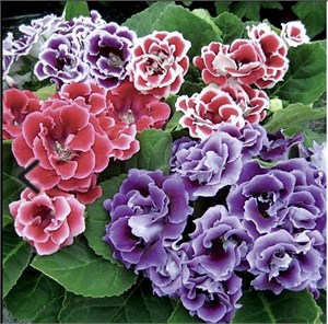 Глоксиния Brocade Mix - 5 шт 11450
