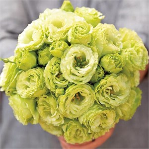 {{photo.Alt || photo.Description || 'Эустома Rosanne II Bright Green - 5 шт'}}