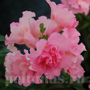 Антирринум махровый Twinny Rose - 10 шт 10093
