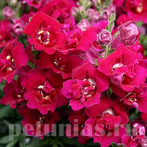 Антирринум махровый Twinny Violet - 10 шт 10094