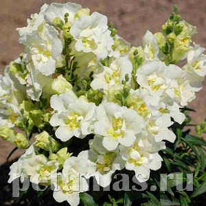 Антирринум махровый Twinny White - 10 шт 10095