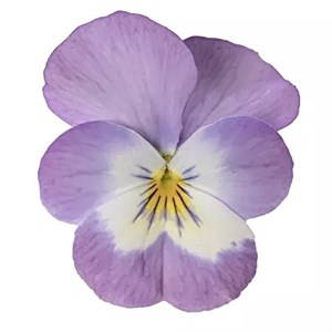 {{photo.Alt || photo.Description || 'Виола Penny Pro Pink Face - 5 шт'}}