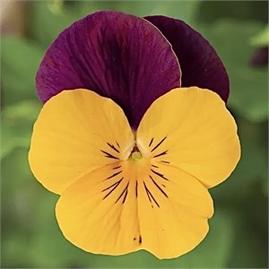 {{photo.Alt || photo.Description || 'Виола Penny Pro Orange Jump-Up - 5 шт'}}