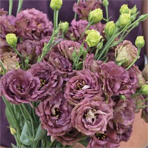 {{photo.Alt || photo.Description || 'Эустома Rosanne III Brown - 5 шт'}}