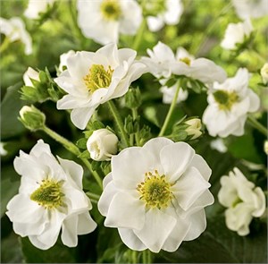 {{photo.Alt || photo.Description || 'Клубника Summer Breeze Snow F1 - 3 шт'}}