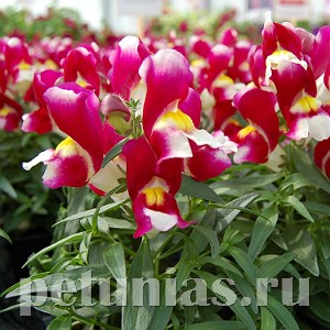 Антирринум Snappy Burgundu and White - 10 шт 10070