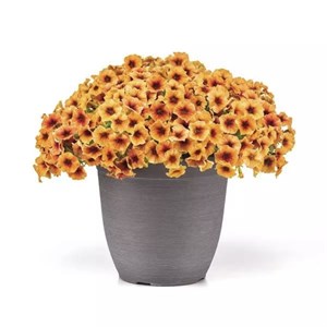 {{photo.Alt || photo.Description || 'Петхоа Caliburst Nectarine - 3 шт'}}