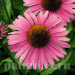 Эхинацея Primadonna Deep Rose - 5 шт 11372