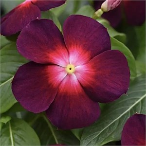 Катарантус Tattoo Boysenberry - 3 шт 11469