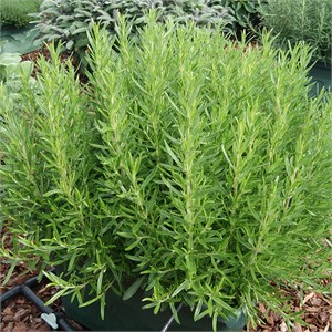 {{photo.Alt || photo.Description || 'Розмарин  Rosy Pro - 10 шт'}}