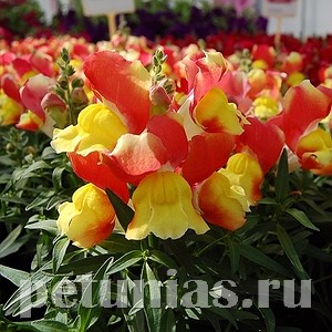 Антирринум Snappy Orange and Yellow - 10 шт 10074