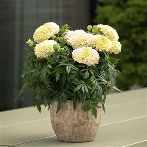 {{photo.Alt || photo.Description || 'Бархатцы Lanna Lace  - 5 шт'}}