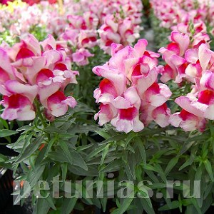 Антирринум Snappy Orchid Flame - 10 шт 10075