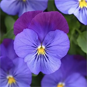 Виола Cool Wave Violet Blue - 3 шт 11477