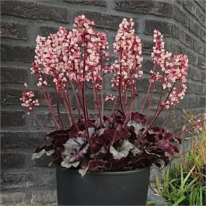 Гейхера Heucherette Pink - 5 шт 11478