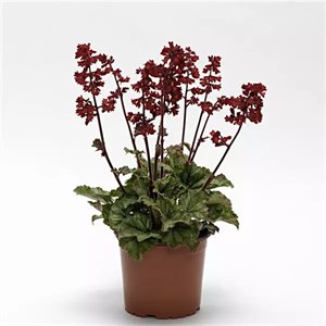 Гейхера Heucherette Red  - 5 шт 11479
