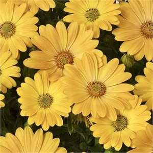 {{photo.Alt || photo.Description || 'Остеоспермум Akila Sunshine Yellow - 3 шт'}}