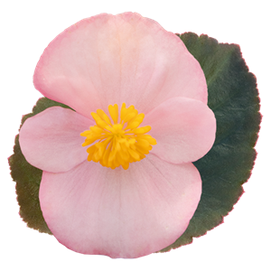 {{photo.Alt || photo.Description || 'Бегония Big Soft Pink Bronze Leaf - 3 шт'}}