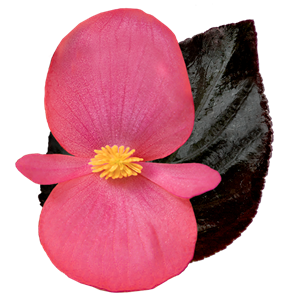 {{photo.Alt || photo.Description || 'Бегония BIG DeluXXe Rose Espresso - 3 шт'}}
