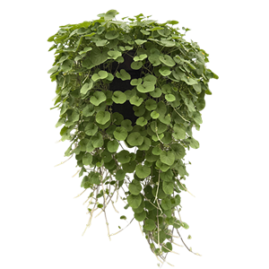 {{photo.Alt || photo.Description || 'Дихондра изумрудная Green Serfer - 3 шт'}}