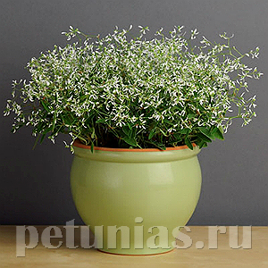 Эуфорбия Glitz - 3 шт 11362