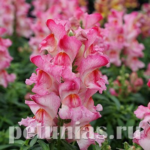 Антирринум Snappy Rose Flame - 10 шт 10082