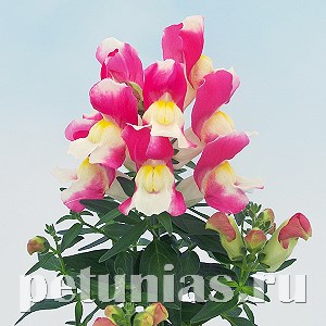 Антирринум Snappy Rose and White - 10 шт 10083